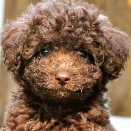 Chocolate Labradoodles from Mountain Creek Labradoodles